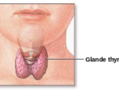 DOSSIER THYROÏDE  – Petit guide pour une thyroïde en santé